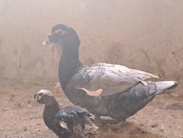 Ət: Salam lal ördəklər satılır . Tam çəkilərin almış yerli və cins 700 — 4