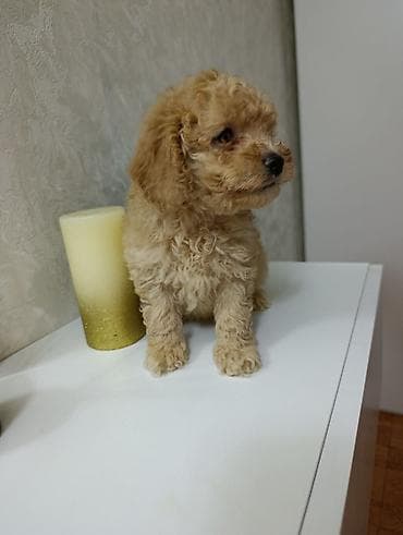 itlerin satisi ucuz: Ana pudel.Ata Pudel.Erkək bala.2 ayliq — 6