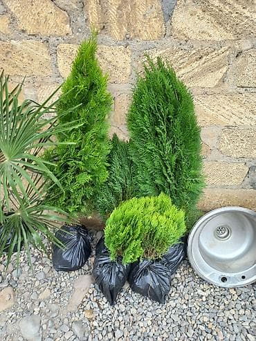 sam agaclarin satisi: Agac unvan Gence seheri — 1