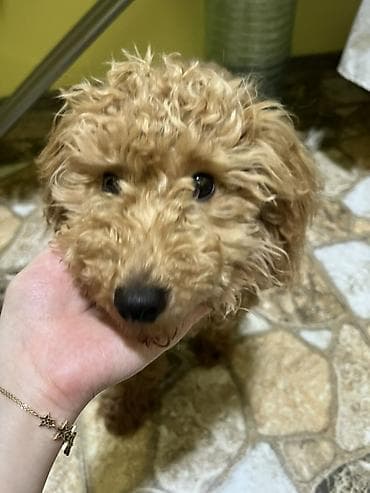 pudel karlik: Pudel, 7 ay, Peyvəndli — 3