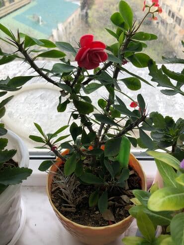 tebii gül şekilleri: Otaq bitkileri — 3