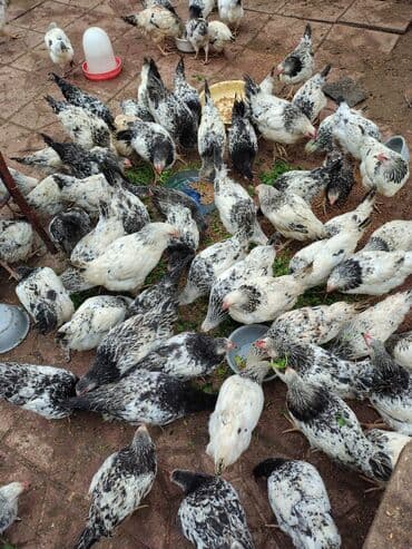 Toyuq, Adler, Ətlik lalafo.az -da Toyuq, Adler, Ətlik