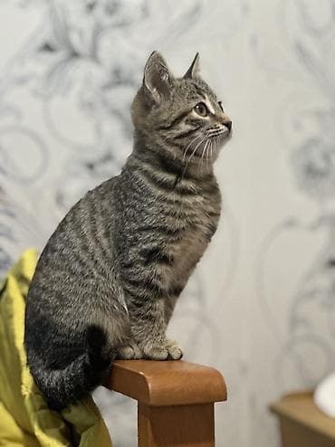 Tabbi, Erkək, Dişi, Yaxşı əllərə — 2