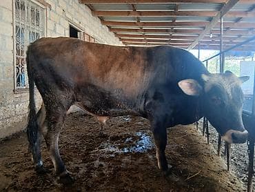 inək dana: Super sort erkək danadı 1 yaşını təzə keçib anası südlü inəkdi deyə — 2