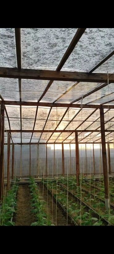 питомник растений в баку: Теплицы — 3
