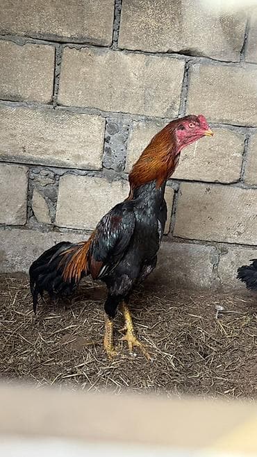 qoyun quzu satilir: Bir gözü kordur qiymet çox ucuzdur 1.8 yaşı var rayonlara çatdırılma — 2