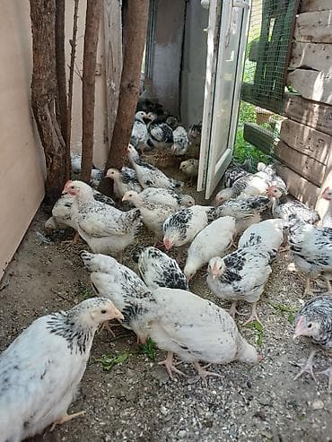 bildircin cucələri: Serebris çolpalari 2 ayliq — 4