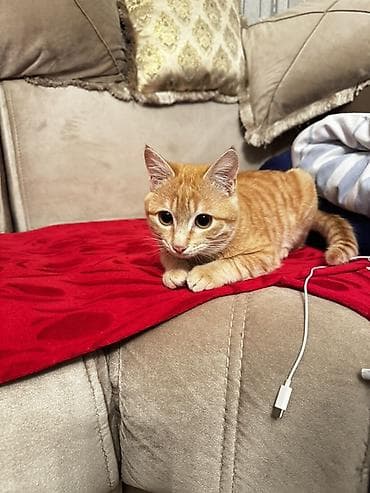 Tabbi, Yaxşı əllərə