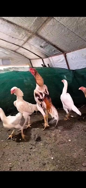 kənd toyuqları: Toyuq cücələri, Damazlıq — 8