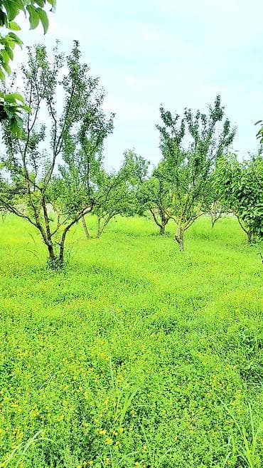 sahe: 24 sot, Tikinti, Mülkiyyətçi, Kupça (Çıxarış) — 4