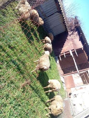 cins ineklerin qiymeti: 2erkək 7 dişi satılır — 2