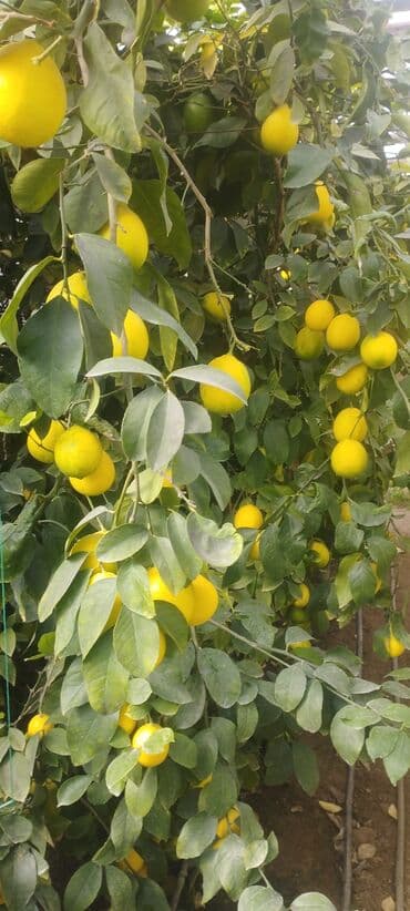 Tinglər: Məhsul: Şitil/bitki – limon ağacı (istixana şəraitində yetişdirilir) — 3