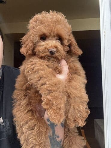 dagistan coban iti: Pudel — 1