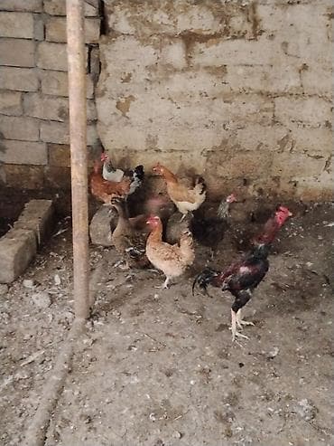 cucə və xoruz: Toyuq, Damazlıq — 1