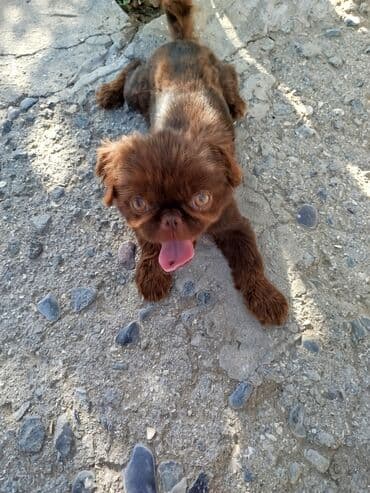 pekines balaları: Pekines, 6 ay, Erkek — 3