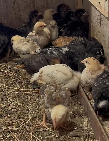 diri qoyun satisi: Toyuq cücələri, Ətlik, Ödənişli çatdırılma — 3