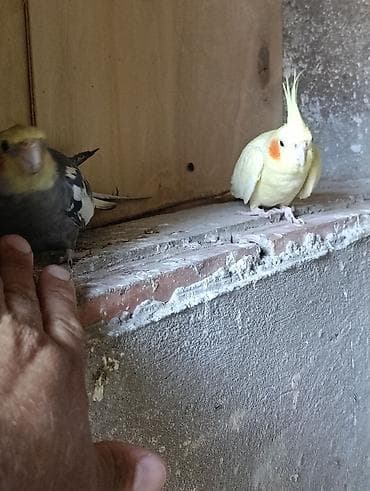 Nimfalari (Cockatiel) cütü - Növ: Nimfa tutuquşusu (Cockatiel) -