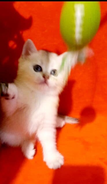 pişik südü: Britan, Erkək, Yaxşı əllərə, Ünvandan götürmə — 1