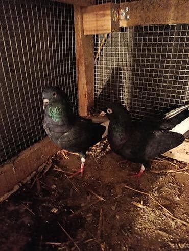 goyərcin şəkli: Məhsul: Ev göyərçinləri (bir neçə fərqli rəng və cüt) razilasma var — 1