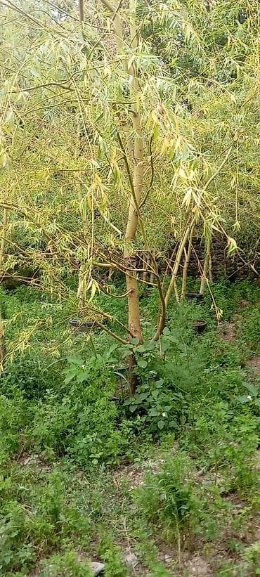püste ağacı: Söyüd - Növ: Qoz (Juglans regia) – incə, uzunsov, yaşıl yarpaqlı — 3