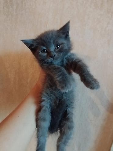 bala pisik adlari: Boz tüklü balaca pişik balası - Rəng: tünd-boz (bürünc alt tonlu) — 4