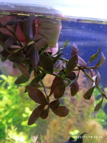 компрессор для аквариума бишкек: Qiqrofila braun. Akvarium bitkisi
Аквариумные растения — 2