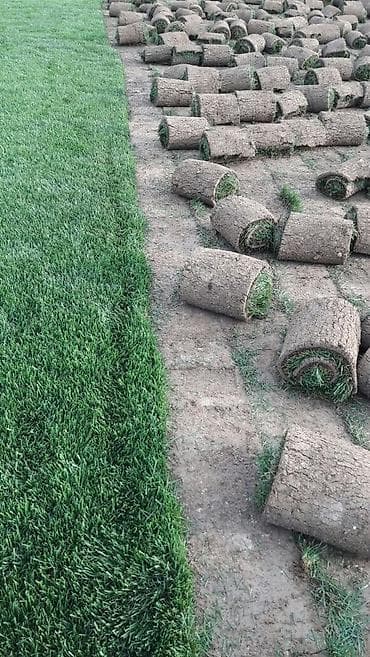 tülpan soğanı satışı: Qazon satılır sıx ve alaqsiz qazonlar olur eni yarpaq danimarka toxumu — 6