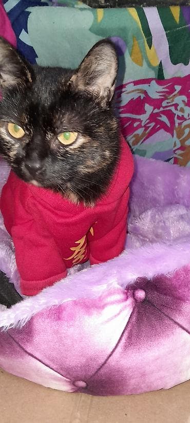 milli geyimler: 3 yaw diwi. Qisirlawdirilib. Cox mehriban piwikdir. Bezi sebeblerden — 3