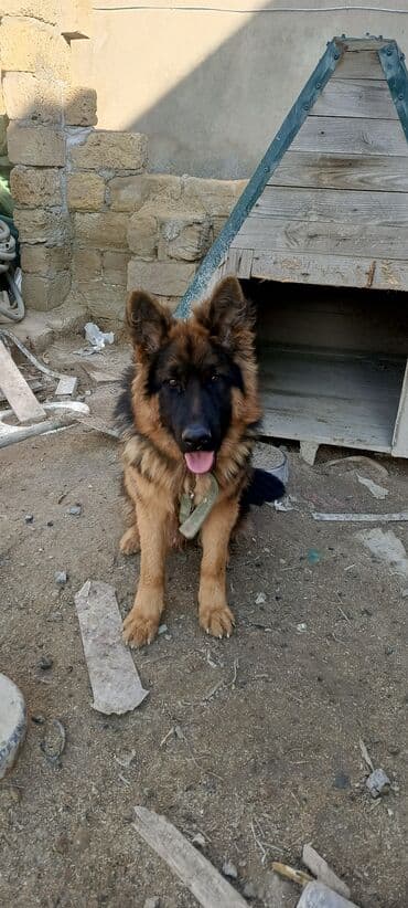 собака отдам в хорошие руки: Alman çoban iti, 1 il, Erkek — 5