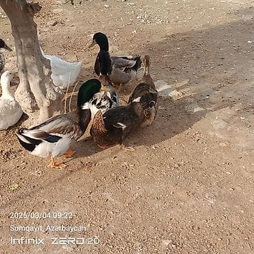 Cücələr: Damazlığ istiyən buyurusun deməy olar ki çoxu yumurtduyur Qiymət lal — 7