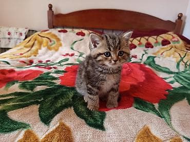 Кошки: Сиамская — 3