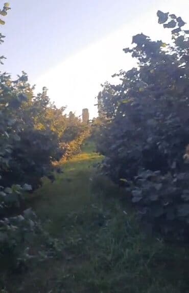 dekorativ dibçək gülləri: Salam.60 Sot findiq baqi 10 ilik və 6 ilik aqaclardi tam meyveye — 6