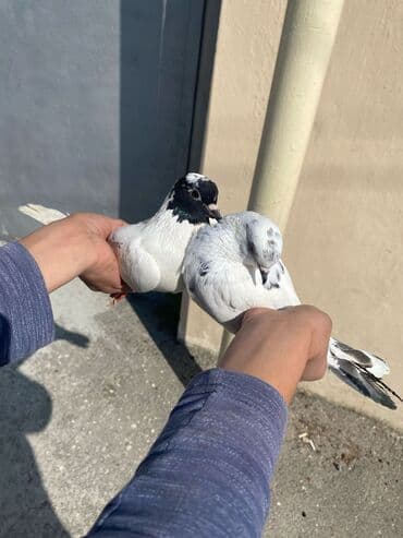fireng qusu: Göyərçin satılır. 2 denedir. Sağlam. 1 ədədi 20 manat. Dişi, mayadir — 3