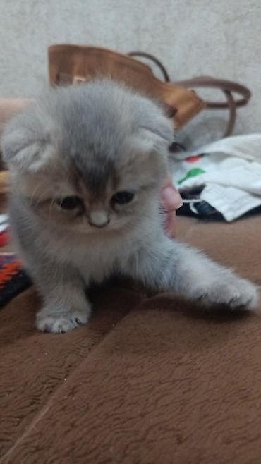 pişik cutleşdirme: Şotland yastı qulaq — 2