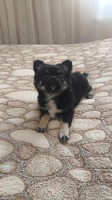 İtlər: Çixuahua, 3 ay, Erkək, Peyvəndli, Pulsuz çatdırılma — 2