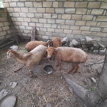 cins buzovların satışı: Qoyun sürüsü – 4baş - Cins/type: yerli ətlik qoyunlar (qarışıq — 4