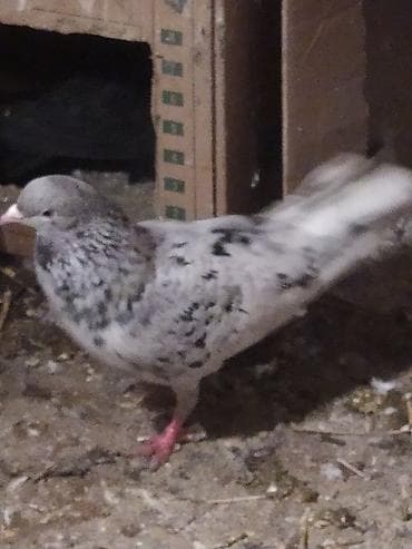 Ağ əbrək qızğın ərkəydi uçan quşdu