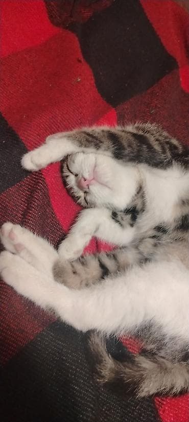 mal heyvan satisi: Yaxşı əllərə — 2