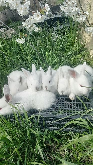 dovşan şəkli: Ağ albinos dovşan balaları – dekorativ və təsərrüfat üçün.1 ayliq — 1