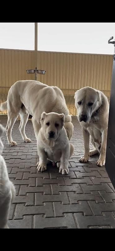 heyvan cantası: Alabay — 5