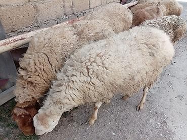 heyvanlar və balaları: Salam qoyunlar təcli satılır hamsı boğazdi 8 dənədi biri ətlik di 170 — 4