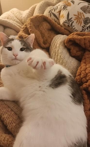 Erkək, Yaxşı əllərə lalafo.az -da Erkək, Yaxşı əllərə