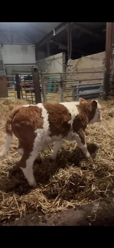 Телята: Simmental tipli buzağı - Cins: Simmental tipli, qırmızı-ağ rəngli - — 3