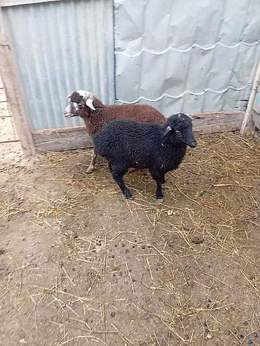 ucuz quslar: Məhsul: Quzu və bala qoyunlar Təsvir: - Şəkillərdə müxtəlif rənglərdə — 4