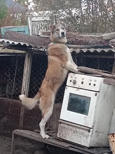 Qaz sobası Ayrıca dayanan