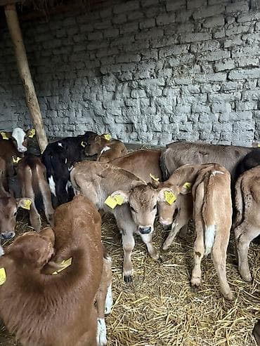 pişik satişi: Məhsul: Dana balaları (bir neçə baş) - Şəkillərdə kənd təsərrüfatı — 6