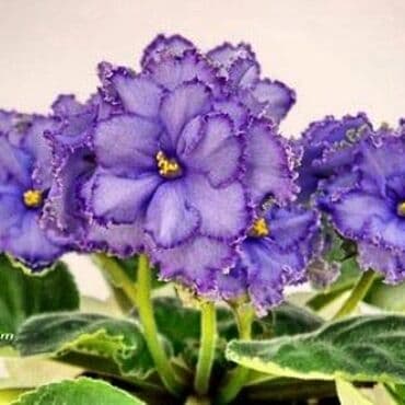 bənövşəyi gül şəkilləri: 5,6 m starter — 15