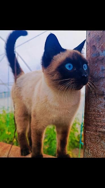 hunduşka balası: Siam, Erkək — 1