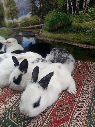 bildircin balası: Dovşan yemi 1kq 2-azn Bala Dovşanlar 5-azn Topdan Tək tək satışı 10 — 10