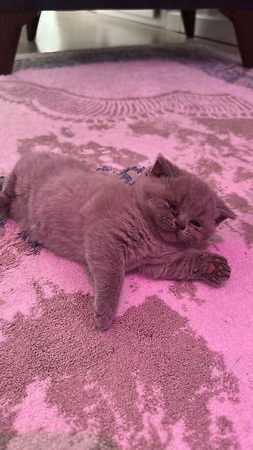 Digər heyvanlar: Britan — 2